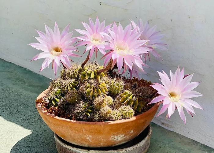 公寓 Santa Maria Traditional Stone 圣玛丽亚